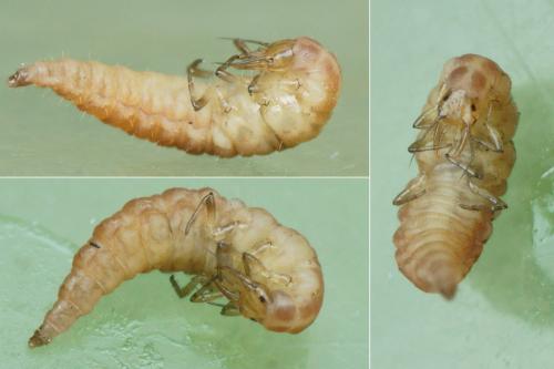Hemerobius sp.